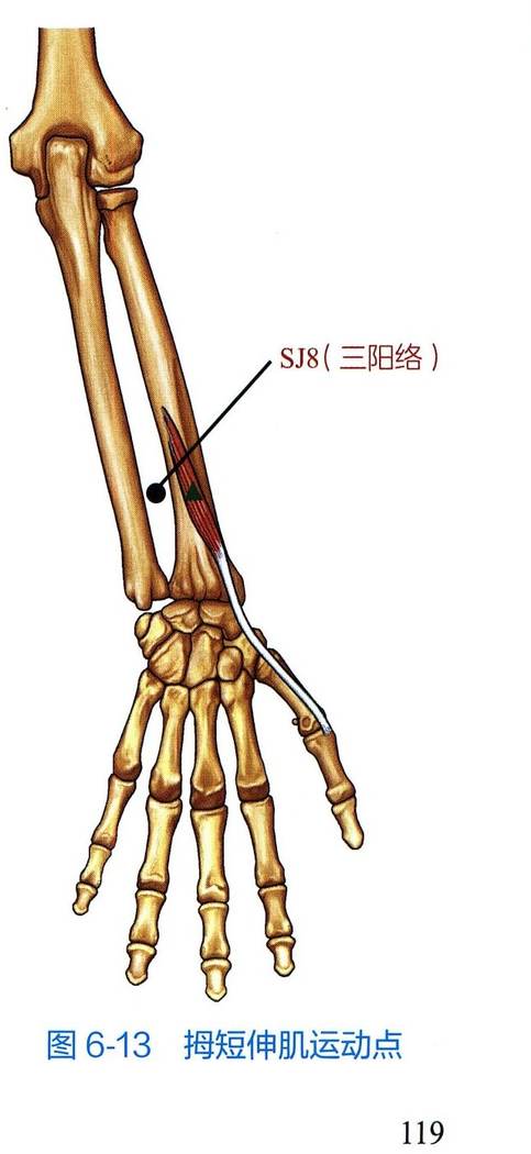 拇短伸肌解剖与运动点示意图