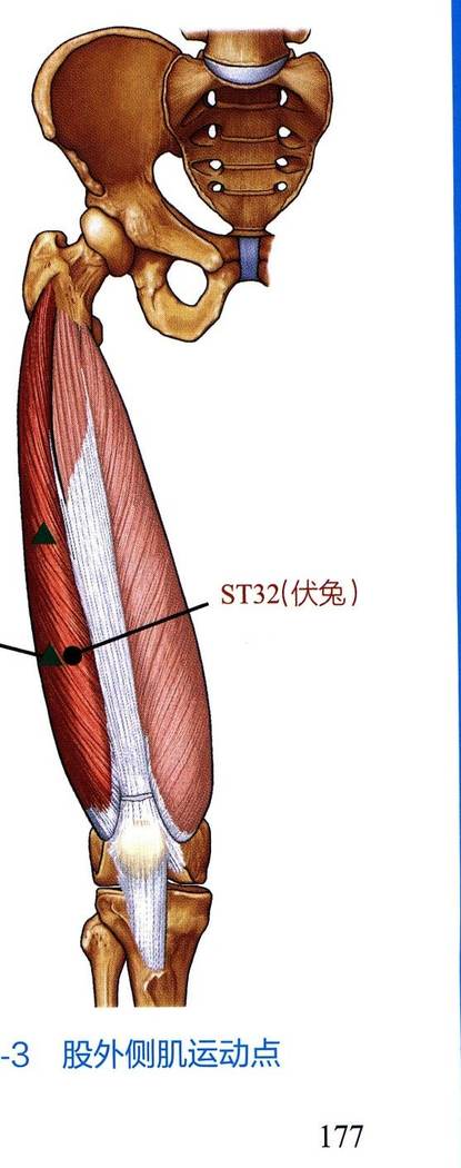 股外侧肌解剖与运动点示意图