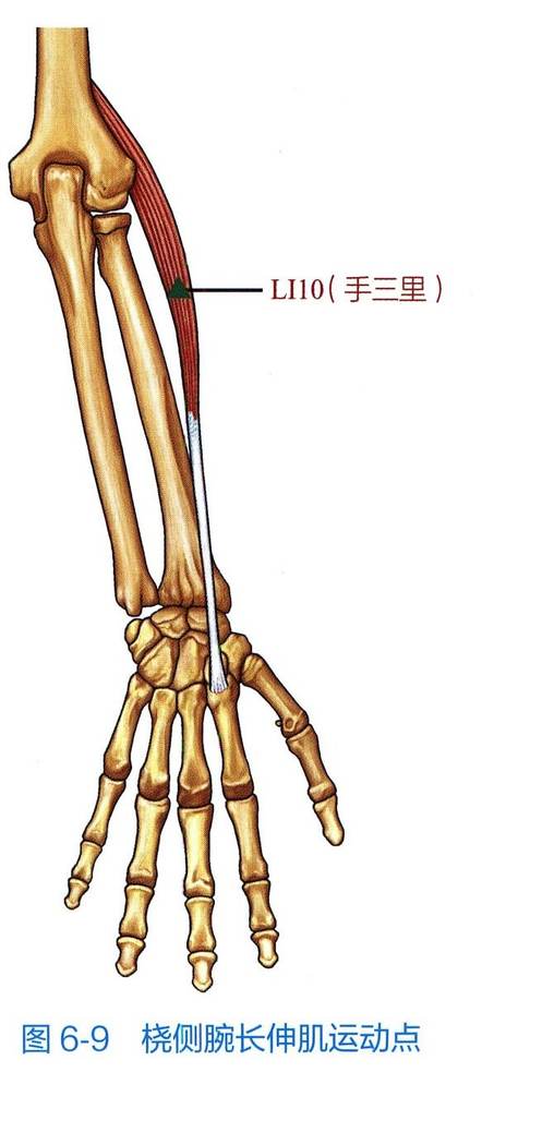 桡侧腕长伸肌解剖与运动点示意图