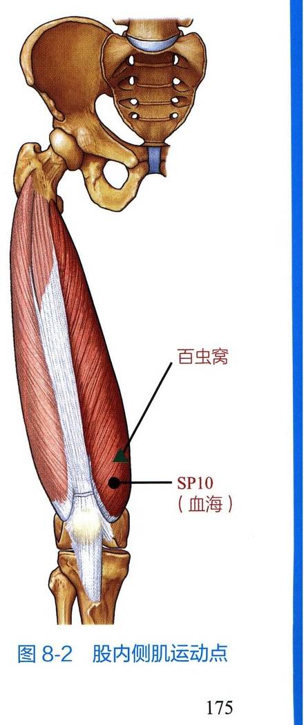 股内侧肌解剖与运动点示意图