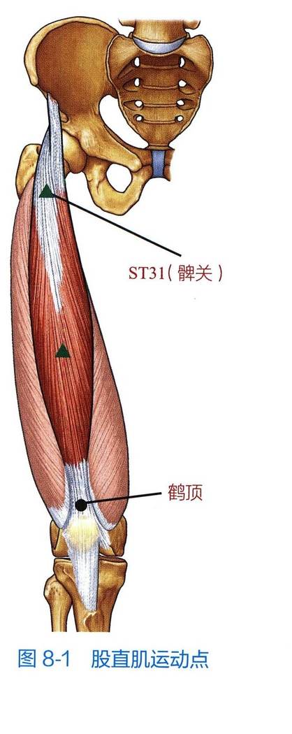 股直肌解剖与运动点示意图