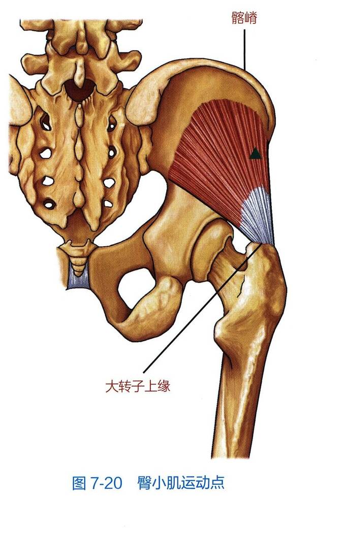 臀小肌解剖与运动点示意图