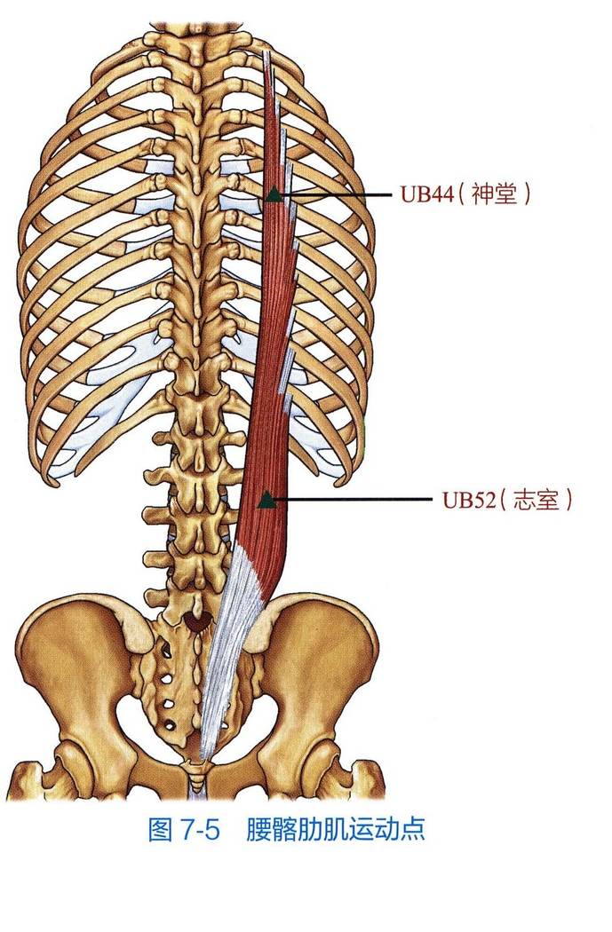 腰髂肋肌解剖与运动点示意图