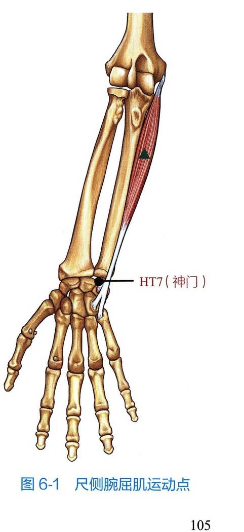 尺侧腕屈肌解剖与运动点示意图
