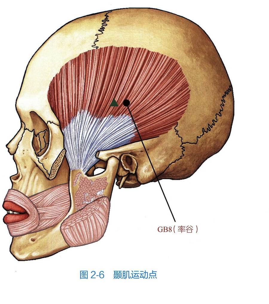 颞肌解剖与运动点示意图
