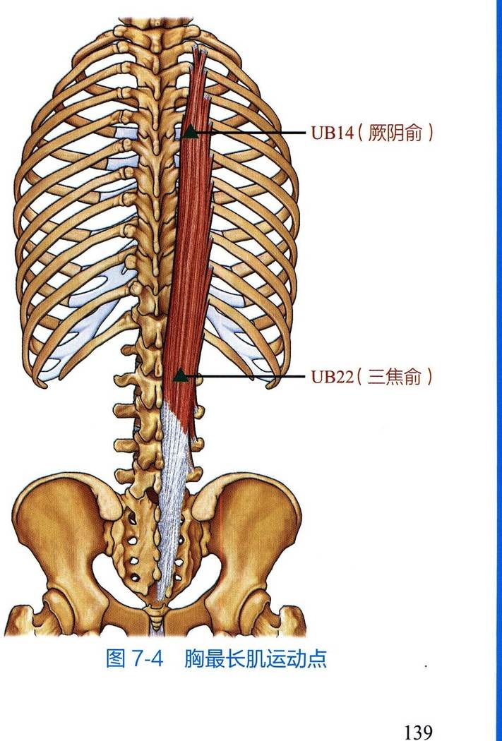 胸最长肌解剖与运动点示意图