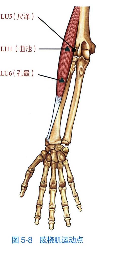 肱桡肌解剖与运动点示意图
