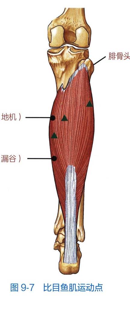 比目鱼肌解剖与运动点示意图