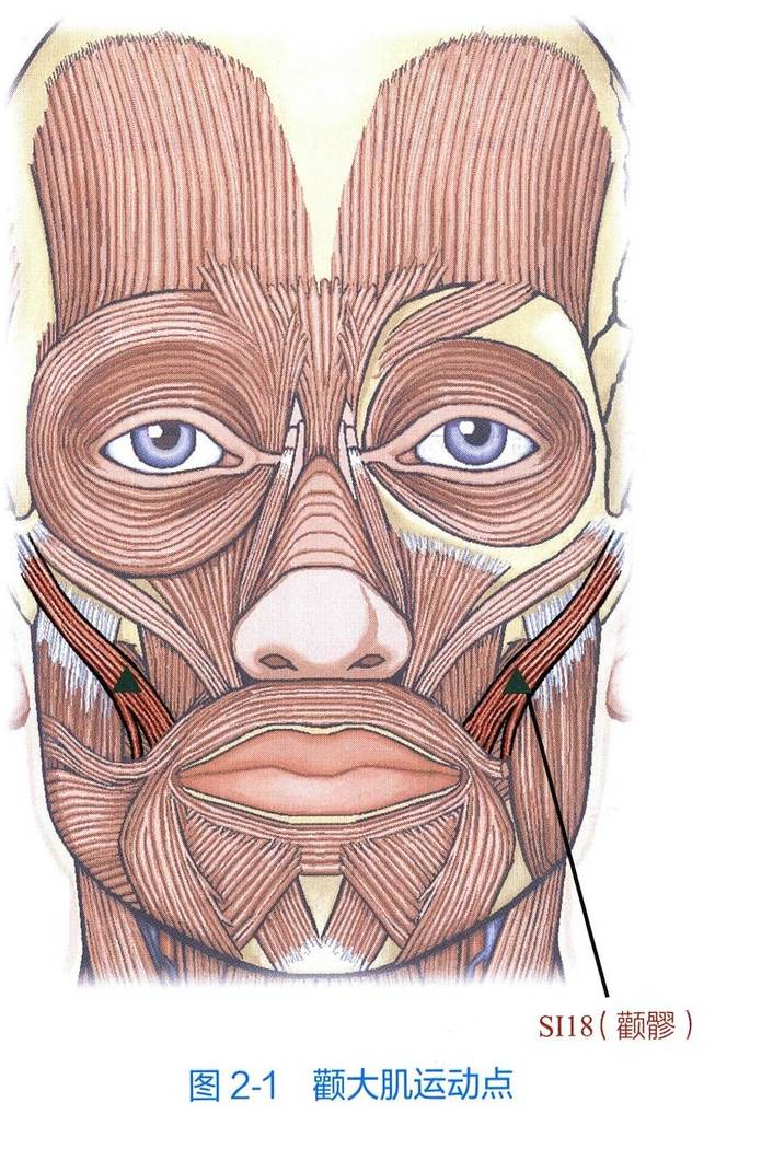 颧大肌解剖与运动点示意图