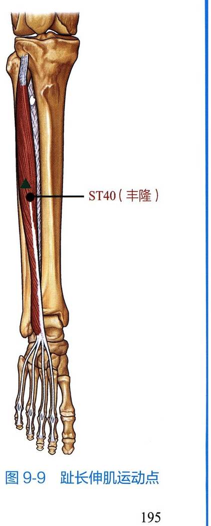趾长伸肌解剖与运动点示意图