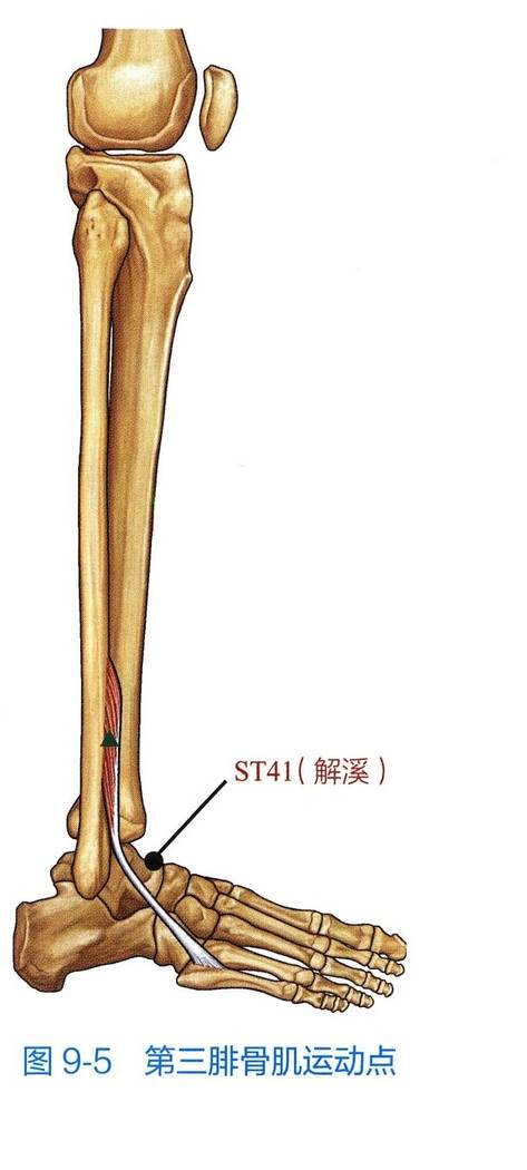 第三腓骨肌解剖与运动点示意图