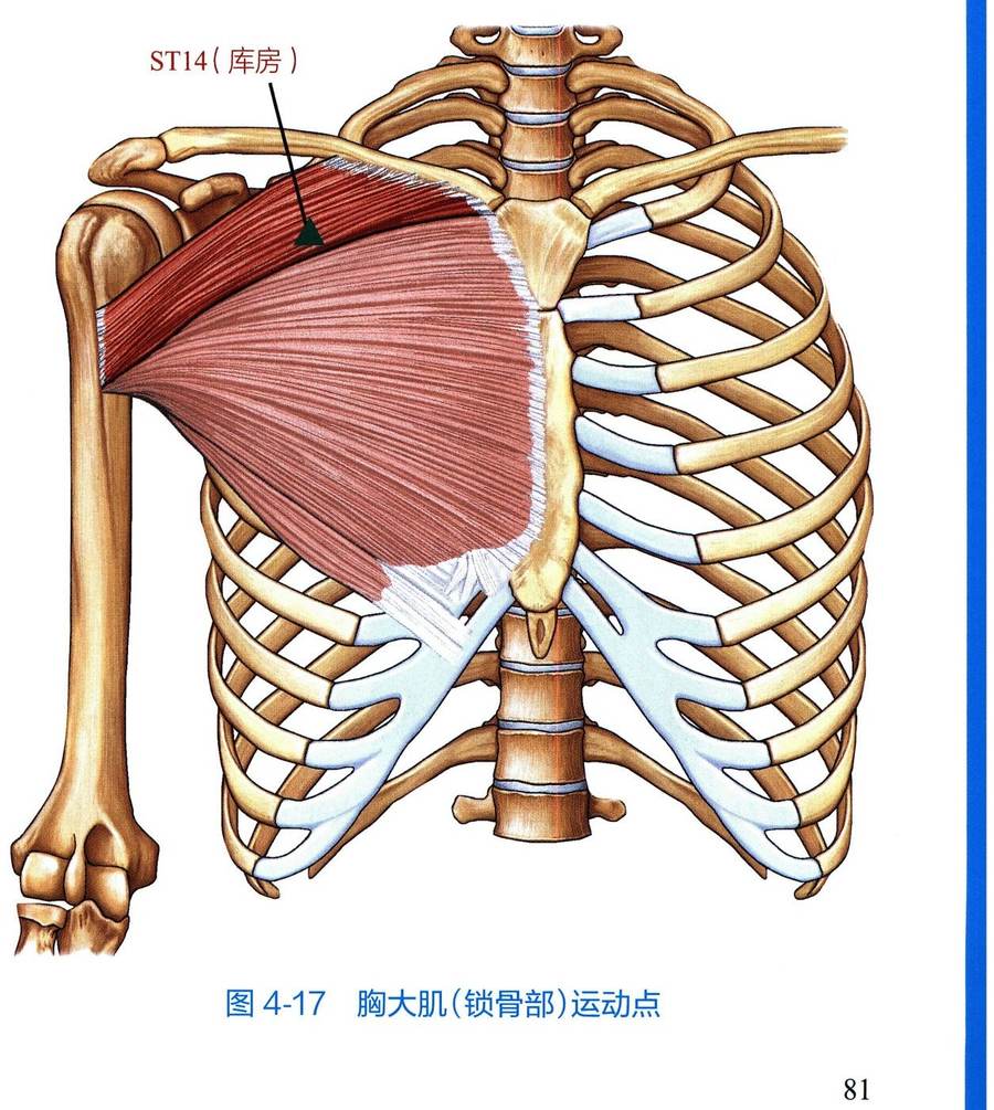 胸大肌（锁骨部）解剖与运动点示意图