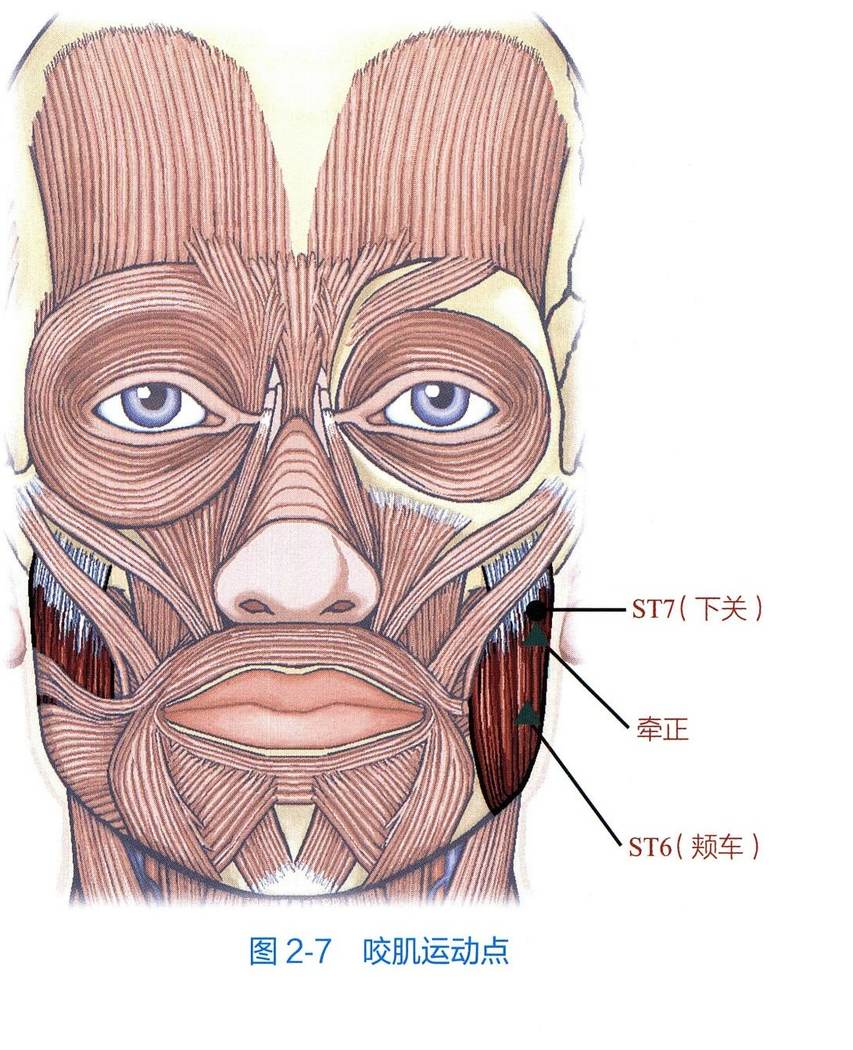 咬肌解剖与运动点示意图