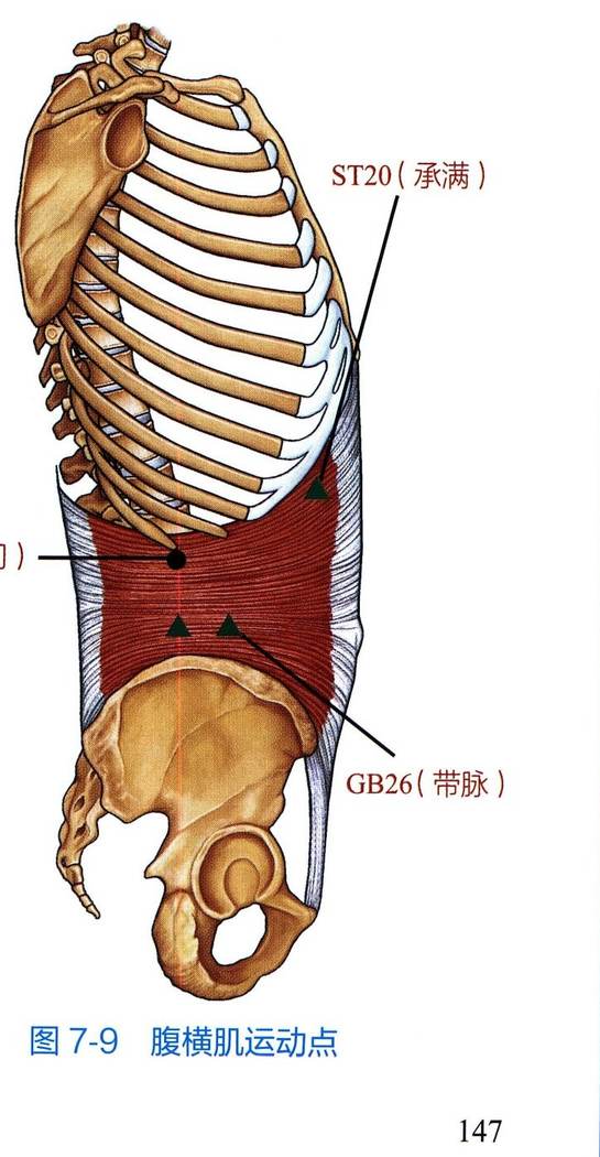 腹横肌解剖与运动点示意图