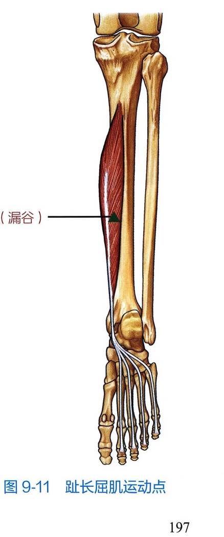 趾长屈肌解剖与运动点示意图