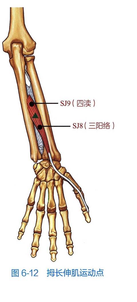 拇长伸肌解剖与运动点示意图