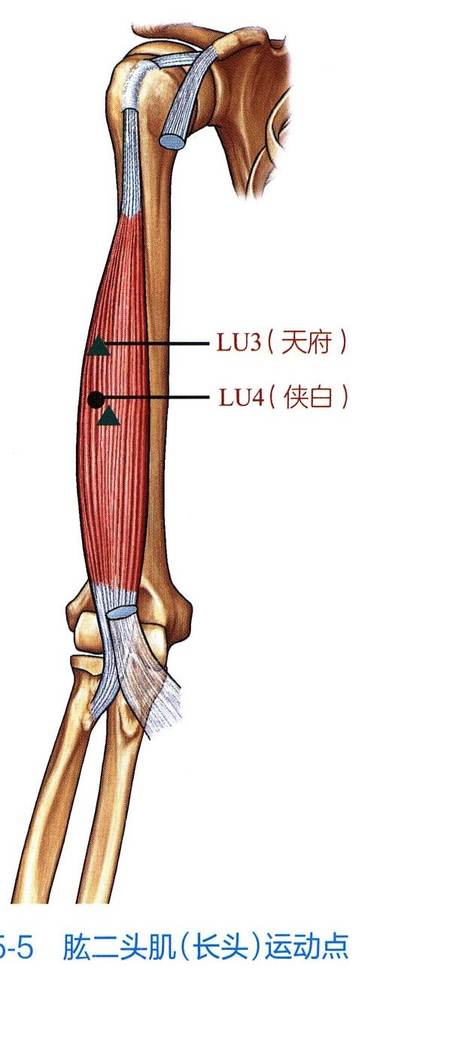 肱二头肌(长头)解剖与运动点示意图