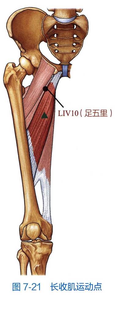 长收肌解剖与运动点示意图