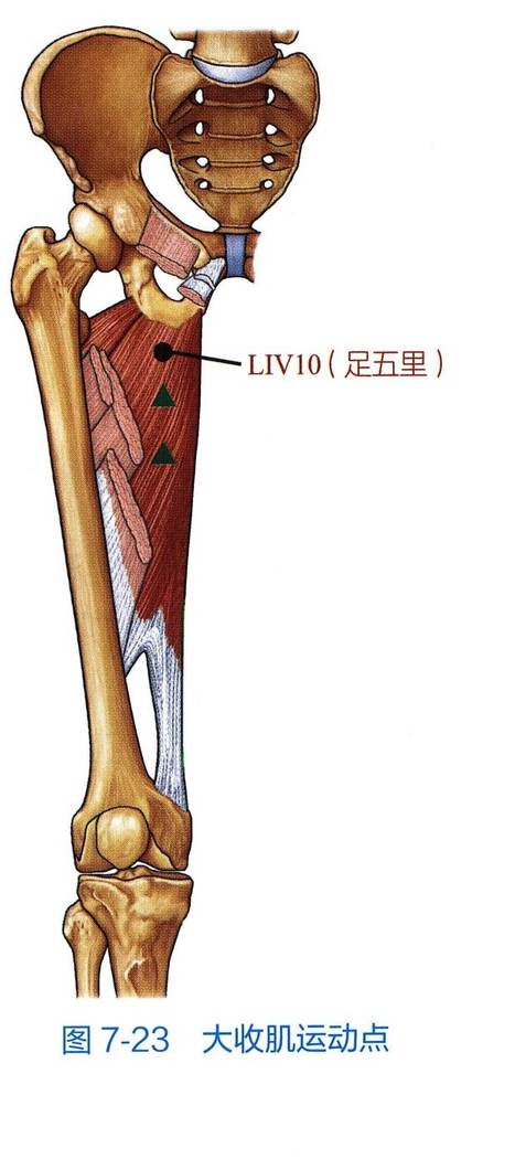 大收肌解剖与运动点示意图