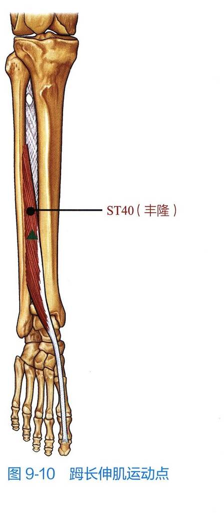 𧿹长伸肌解剖与运动点示意图