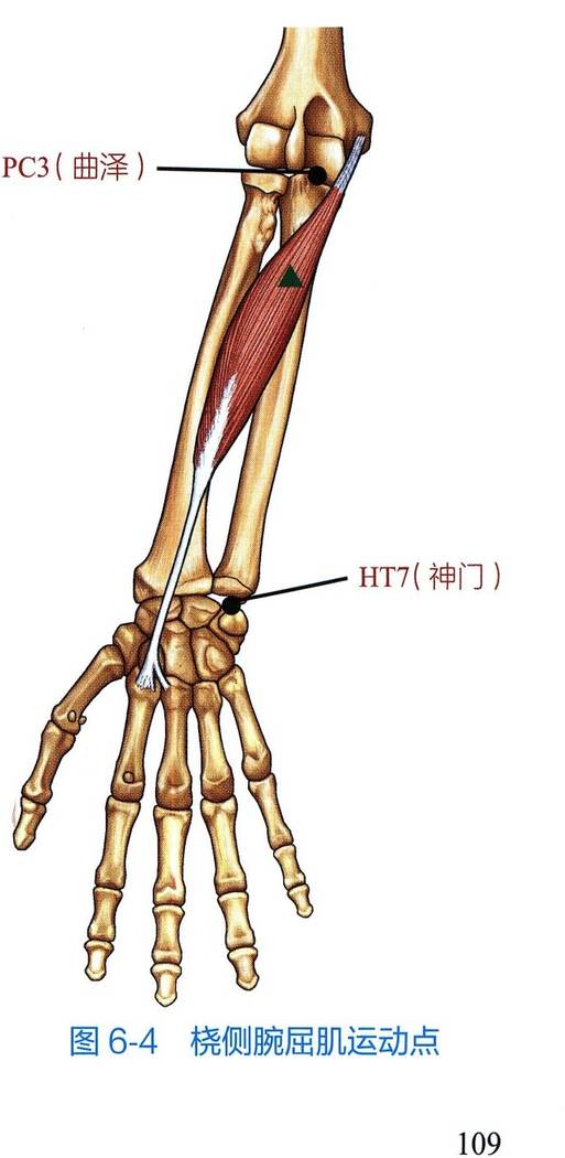 桡侧腕屈肌解剖与运动点示意图