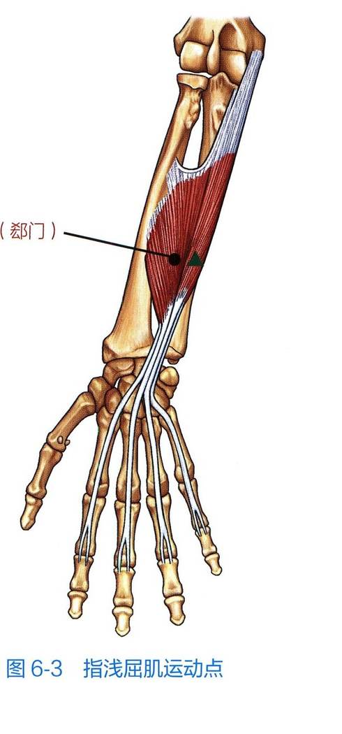指浅屈肌解剖与运动点示意图