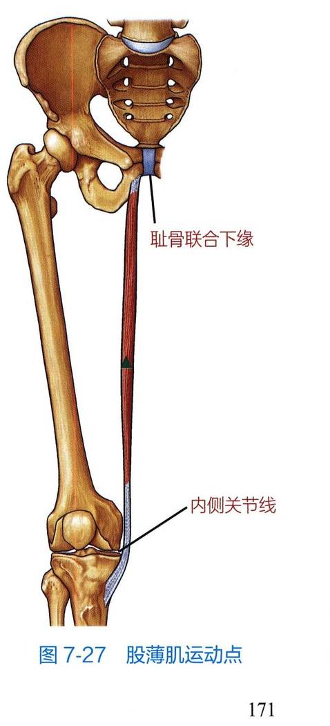 股薄肌解剖与运动点示意图