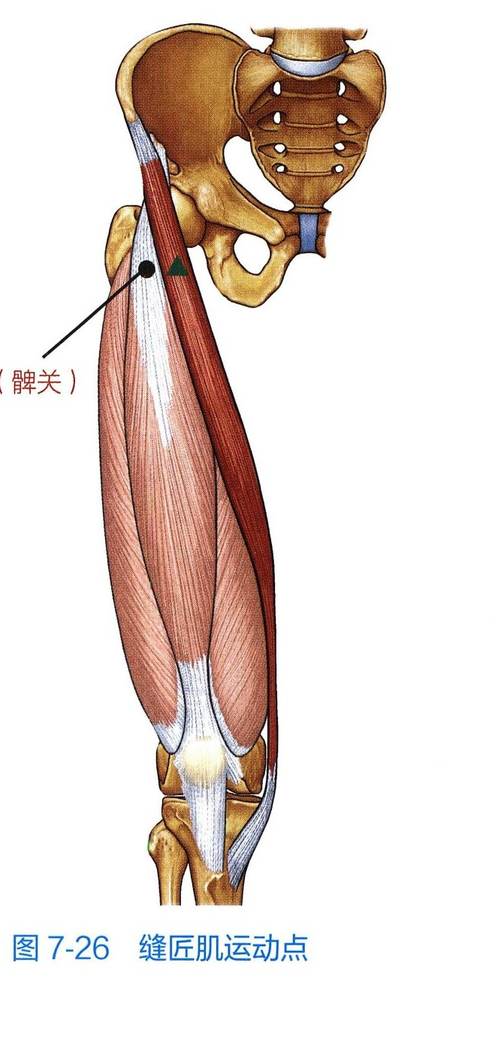 缝匠肌解剖与运动点示意图