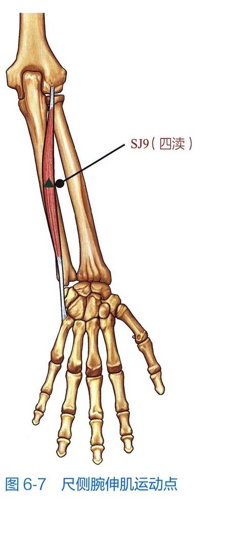 尺侧腕伸肌解剖与运动点示意图