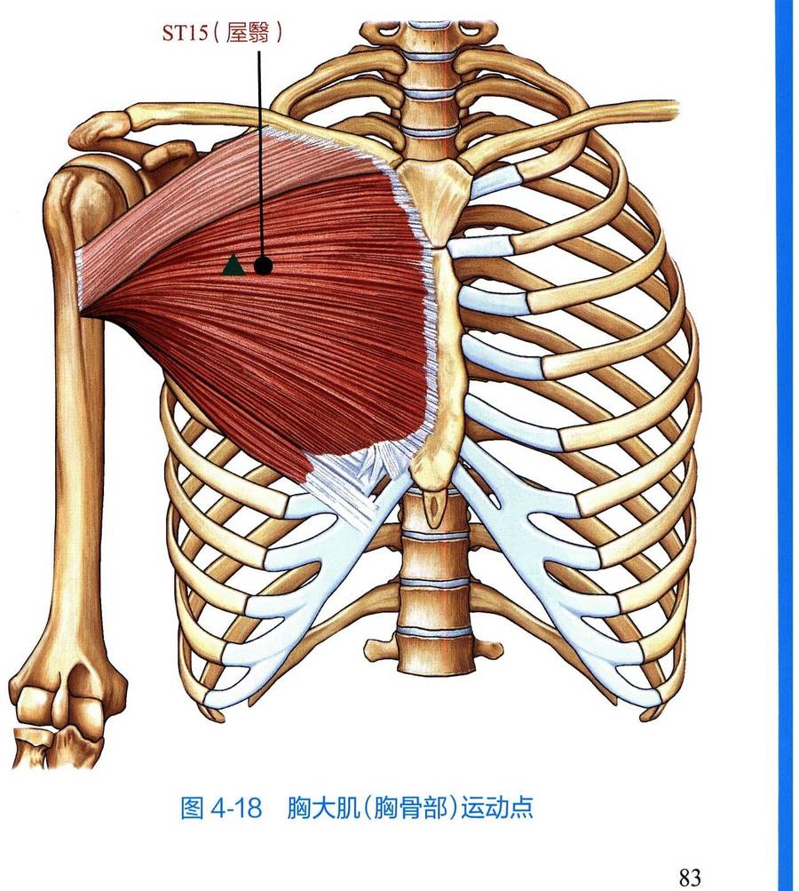 胸大肌(胸骨部)解剖与运动点示意图