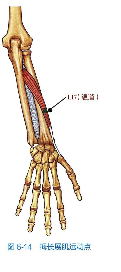 拇长展肌解剖与运动点示意图