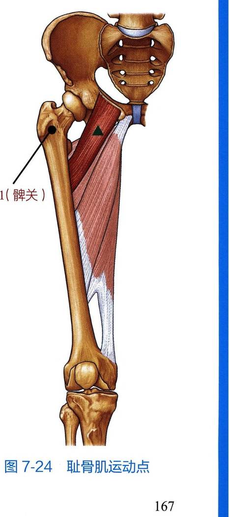 耻骨肌解剖与运动点示意图