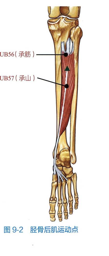 胫骨后肌解剖与运动点示意图