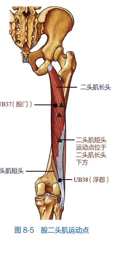 股二头肌解剖与运动点示意图