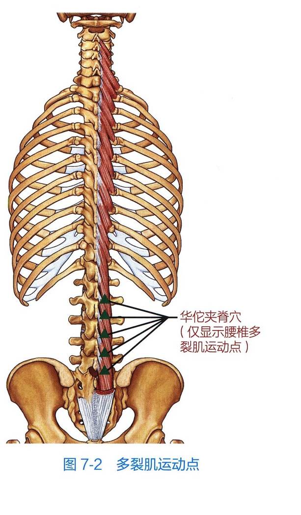 多裂肌解剖与运动点示意图