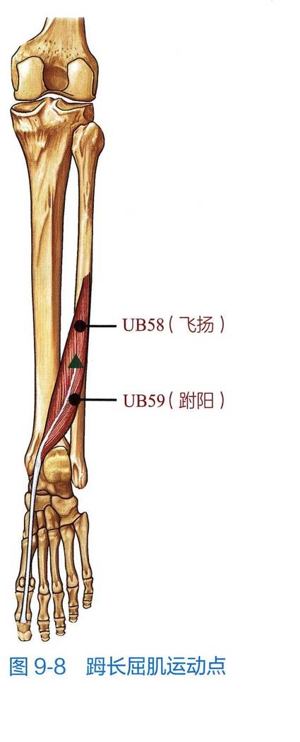 𧿹长屈肌解剖与运动点示意图