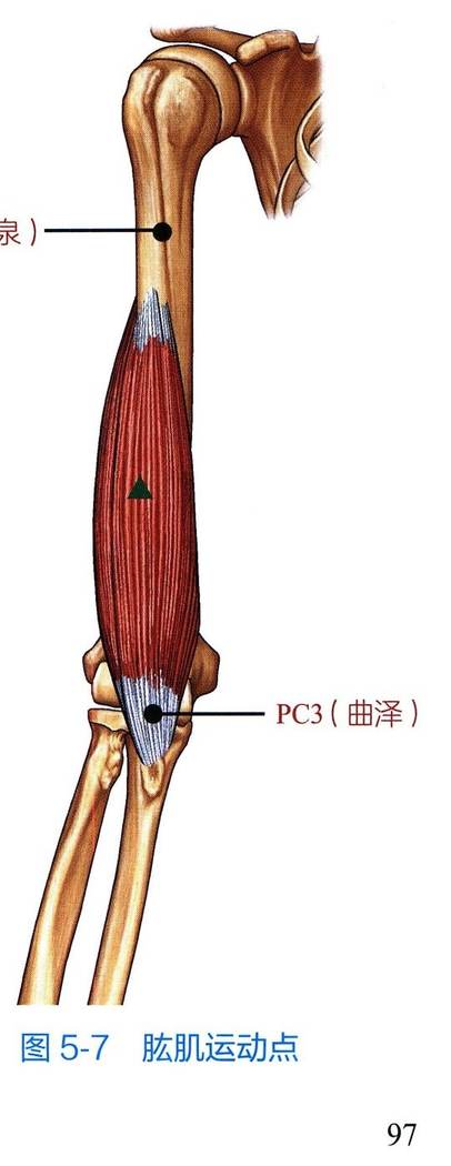 肱肌解剖与运动点示意图
