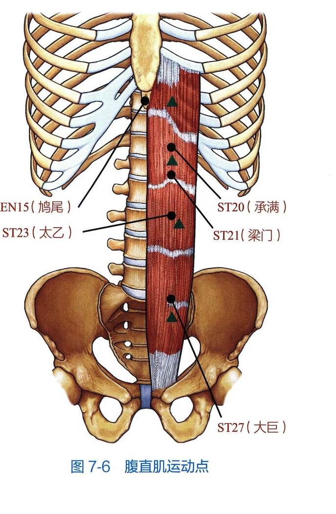 腹直肌解剖与运动点示意图