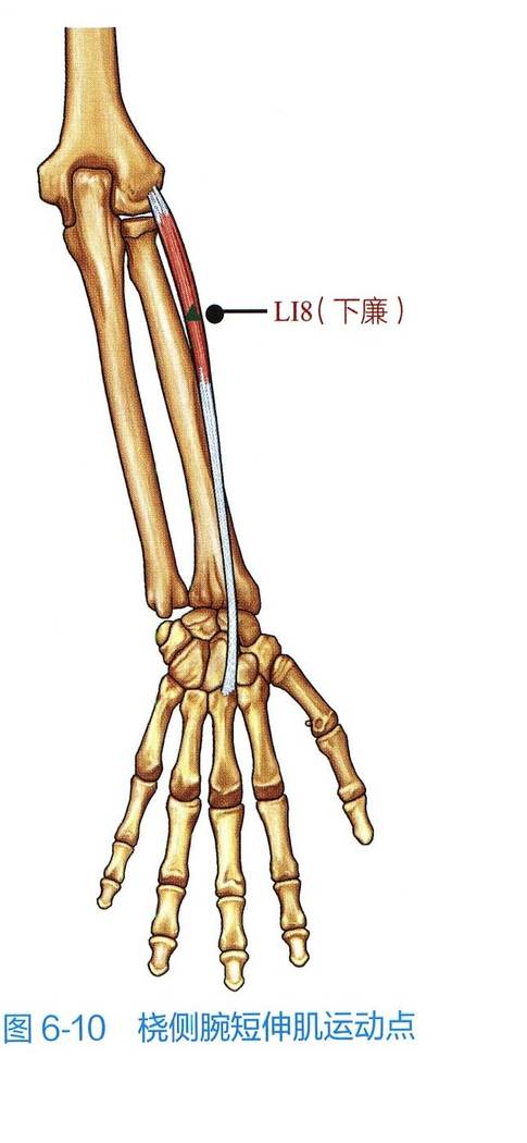 桡侧腕短伸肌解剖与运动点示意图