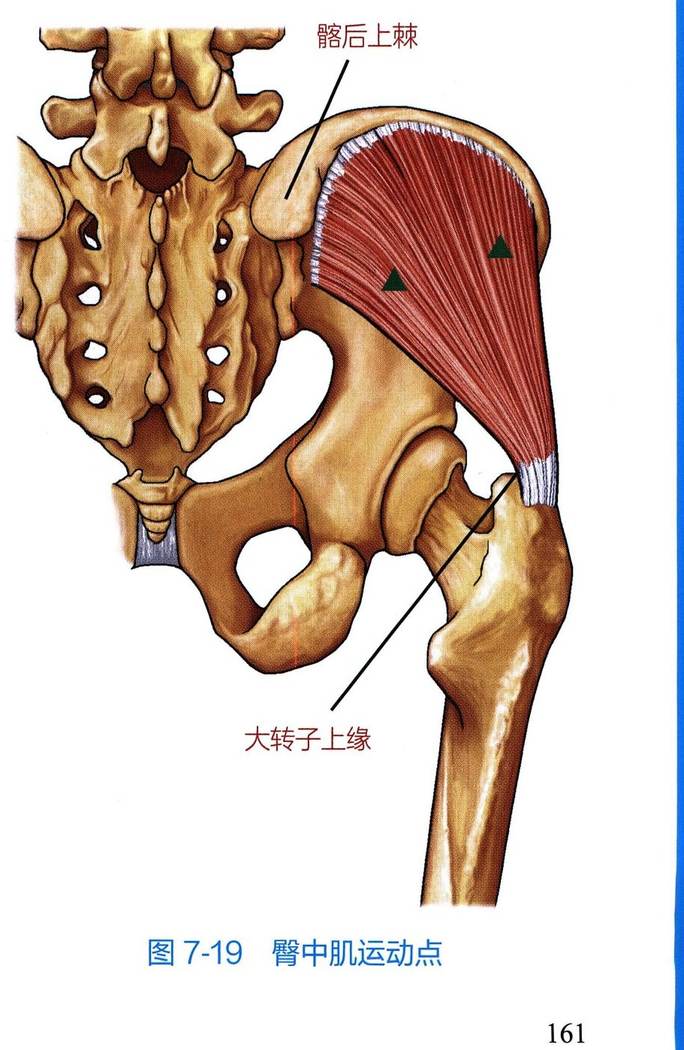臀中肌解剖与运动点示意图