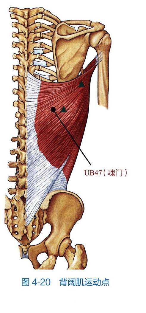 背阔肌解剖与运动点示意图